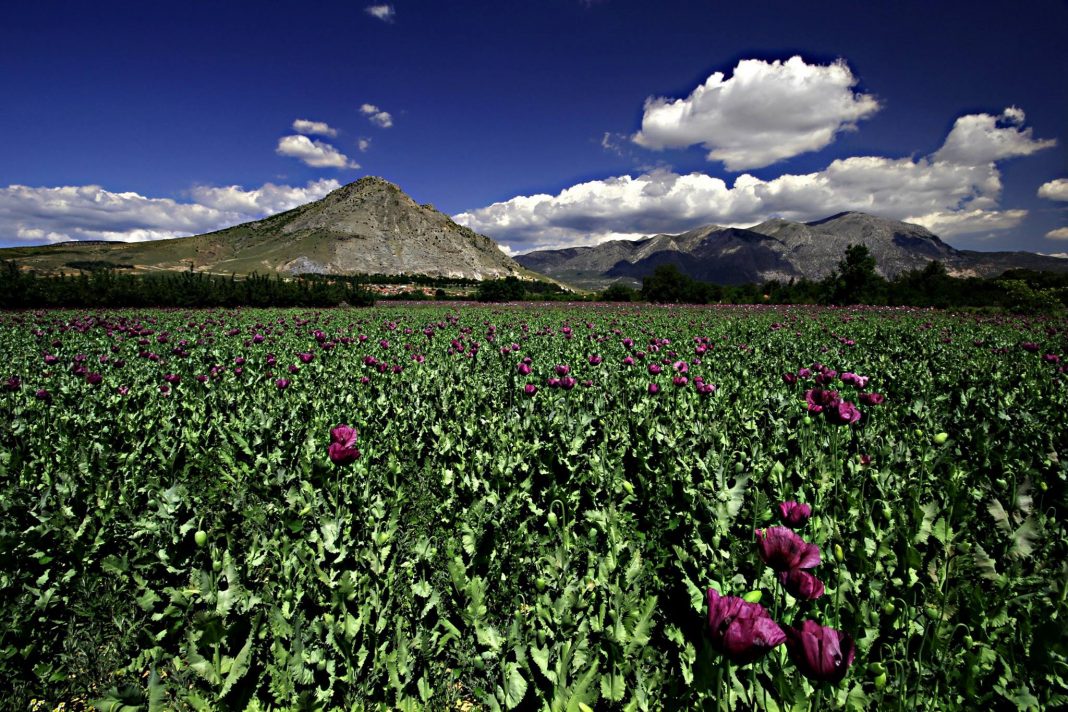 Işıklı Resim Galerisi