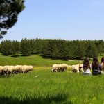 Akdağ Kocayayla 5
