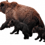 bears3-11.png