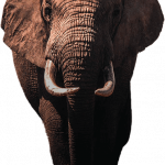 elephant21.png
